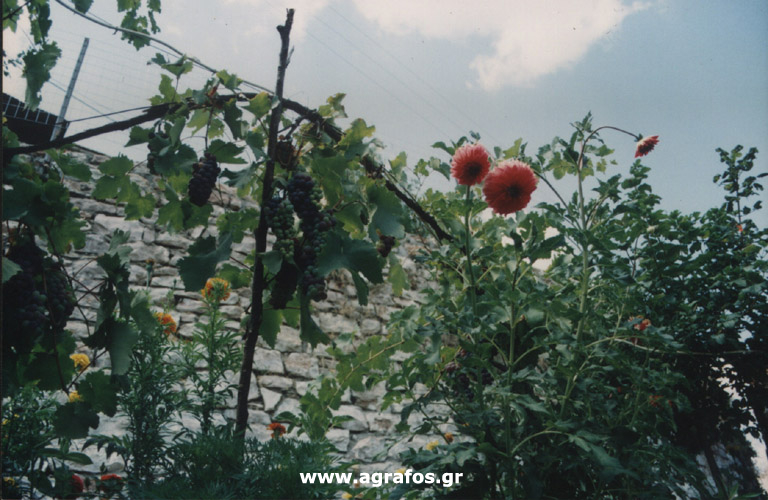 Αυλή στο χωριό